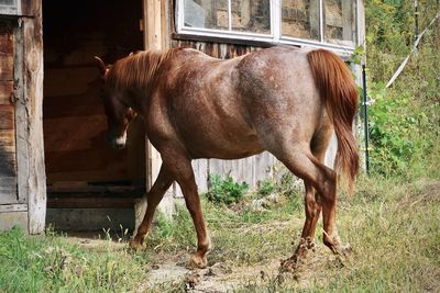 Brown horse entering a barn