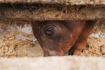 Close-up of a dog on field