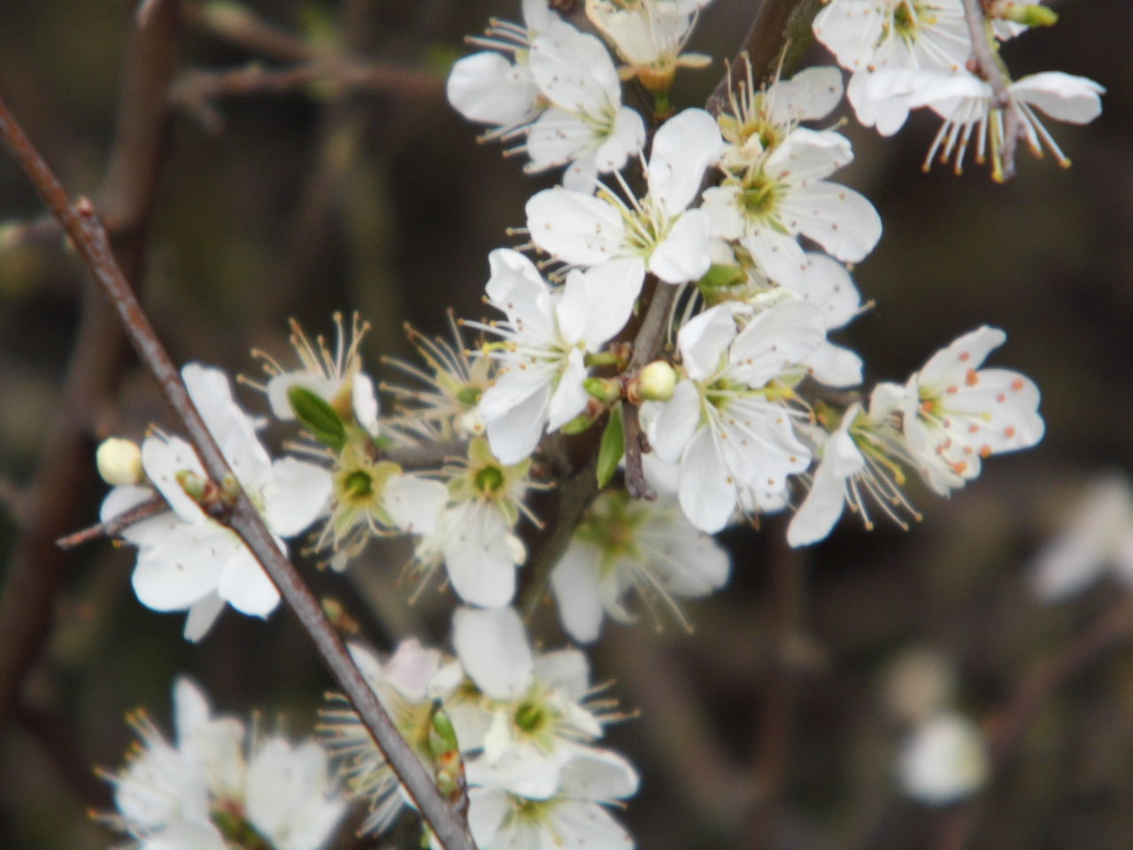 CLOSE-UP OF FLOWERS ON TREE