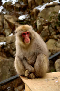 Close-up of monkey sitting on wood