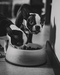 Close-up portrait of a dog