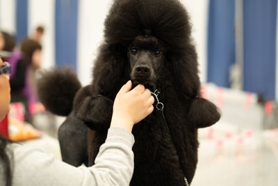 Black poodle gets a treat from a human hand