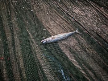 High angle view of feather on wood