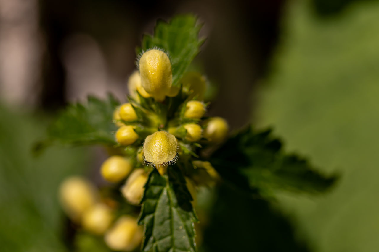 CLOSE-UP OF YELLOW FLOWER BUD