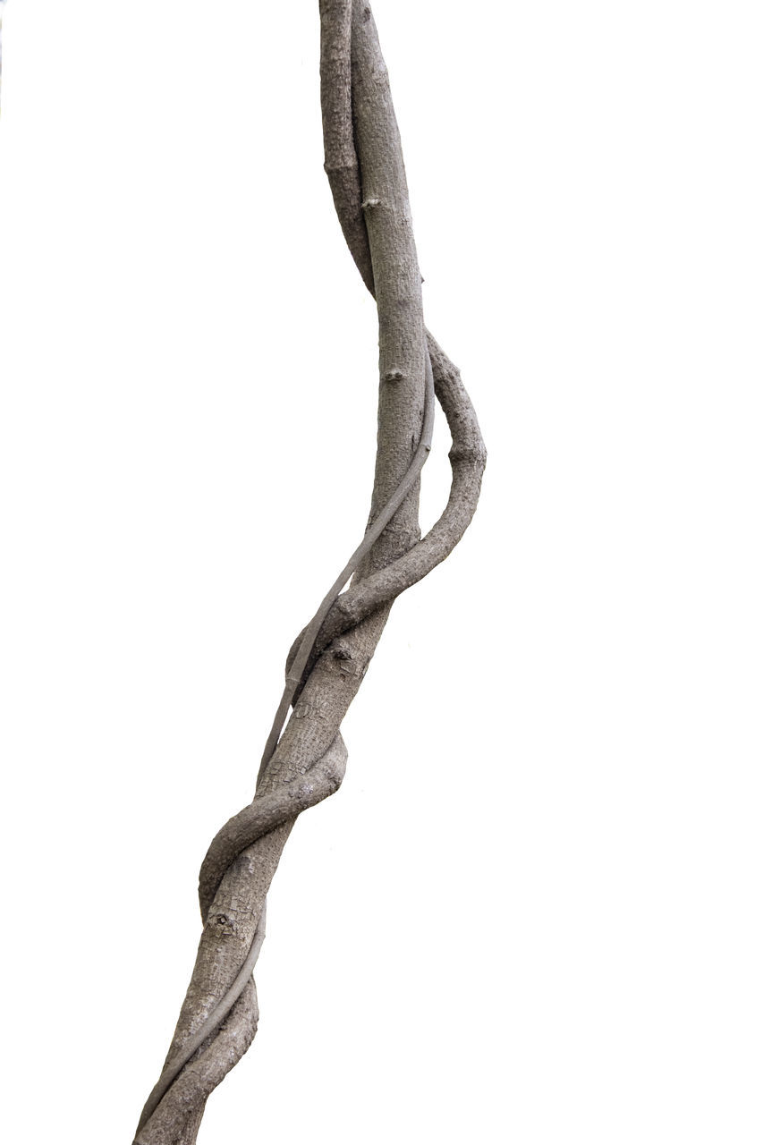 branch, no people, studio shot, cut out, nature, white background, sculpture, animal, copy space