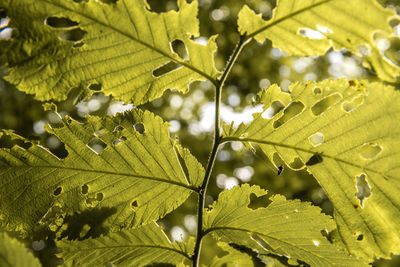 Close-up of raindrops on leaves