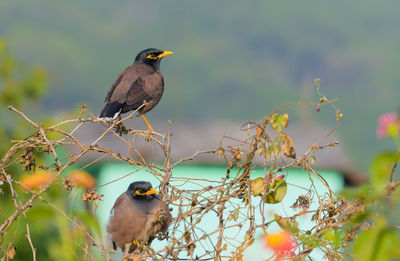 animal wildlife