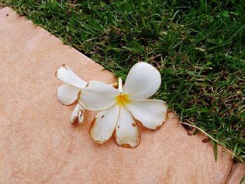 Close-up of white flowering plant