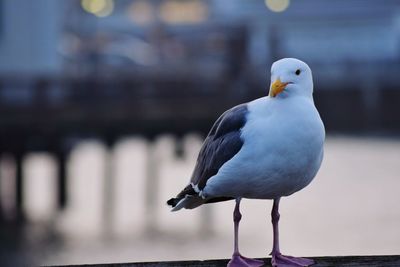 Close-up of seagull perching outdoors