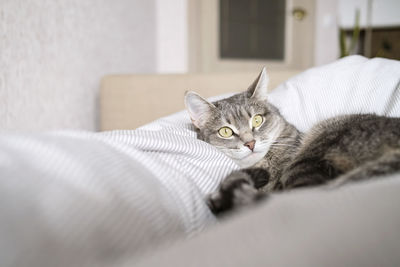 domestic cat
