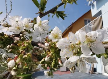 Close-up of white cherry blossoms against sky