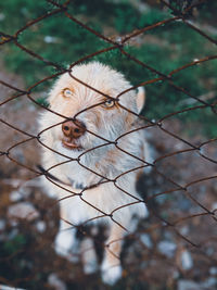 Portrait of a dog on tree