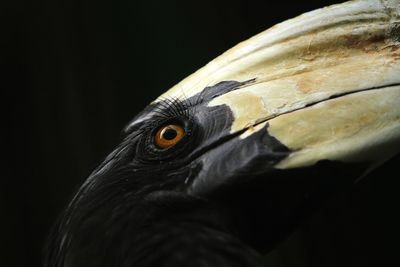 Close-up of a bird