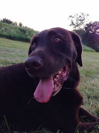 dog
