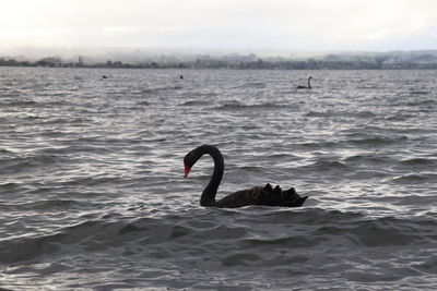 Swan swimming in sea