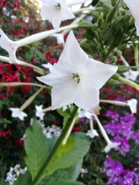 Close-up of white flower blooming outdoors