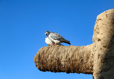 Low angle view of pigeon perching on a tree