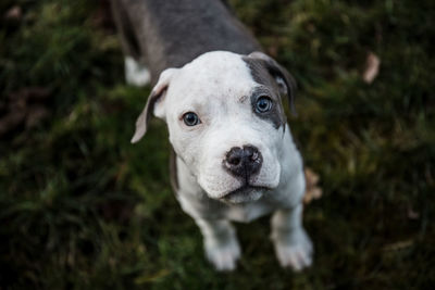Close-up portrait of dog sitting on grass