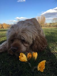 Close-up of dog on field against sky