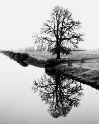 Tree by lake against clear sky during winter