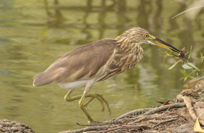 Close-up of bird perching on a lake