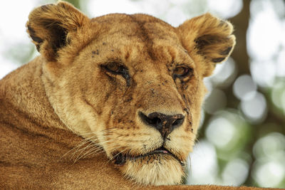 An african lioness up close