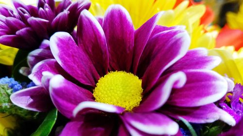 Close-up of purple flowers blooming outdoors