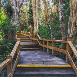 Footbridge amidst trees in forest