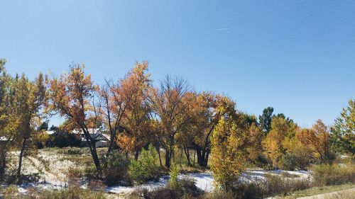 Trees in forest against clear sky during autumn