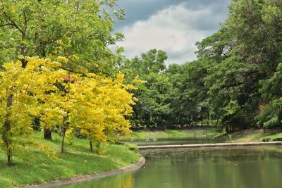 Scenic view of lake by trees against sky