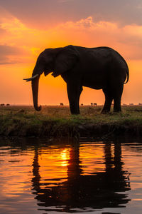 Elephant in a lake