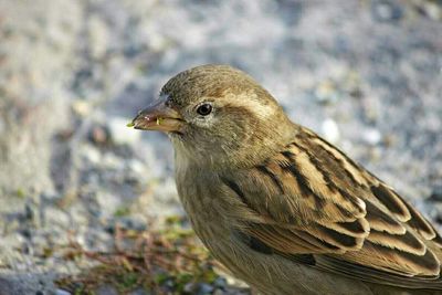 Close-up of an animal