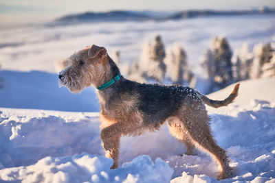 Close-up of dog on snow covered land