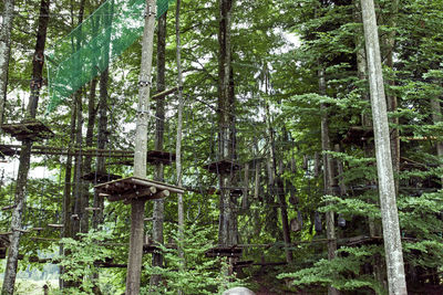 View of bamboo trees in forest