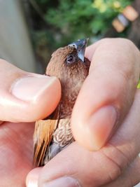 A brown sparrow injured in a veterinarian's hand.