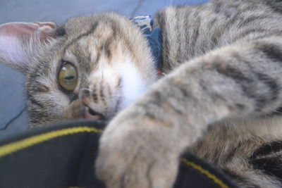 Close-up portrait of a cat