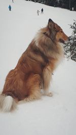 Side view of a cat on snow covered field