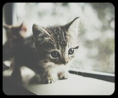 domestic cat, pets, cat, one animal, animal themes, transfer print, domestic animals, feline, mammal, whisker, portrait, indoors, auto post production filter, looking at camera, close-up, animal head, staring, alertness, focus on foreground, front view