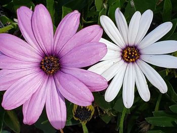 Close-up of purple flower