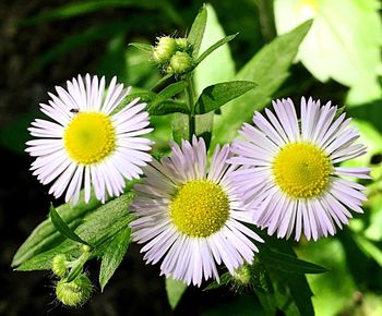 Close-up of purple flowers blooming outdoors