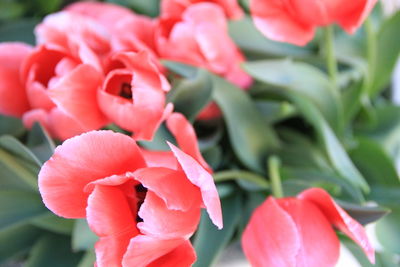 Close-up of red rose blooming