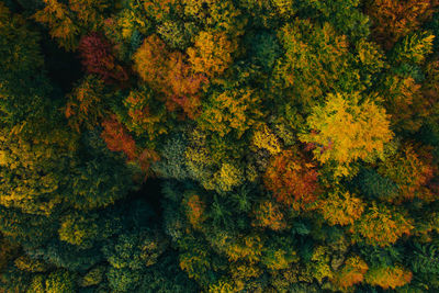 High angle view of flowering trees in forest during autumn