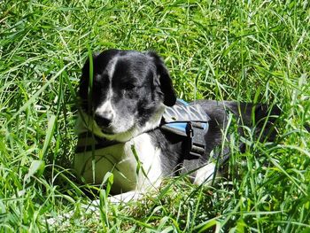 Black dog sitting on field