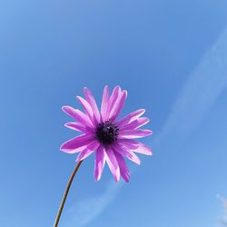 Close-up of pink flower against blue sky