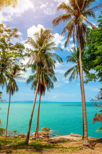 Palm trees on beach against sky