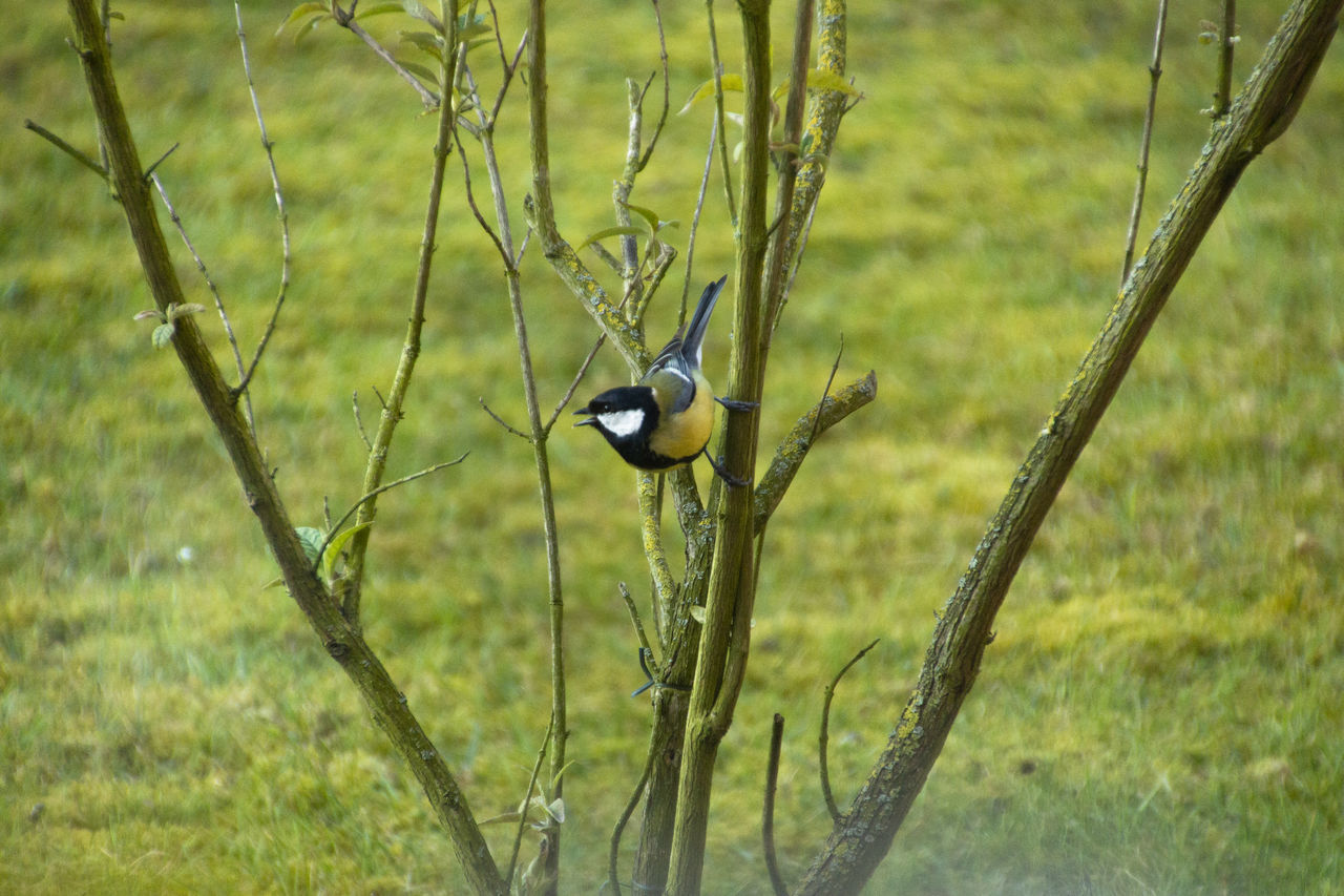 VIEW OF BIRD PERCHING ON A FIELD