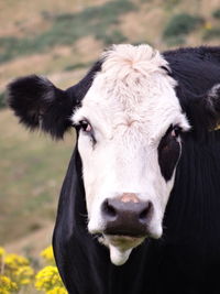 Close-up portrait of cow on field