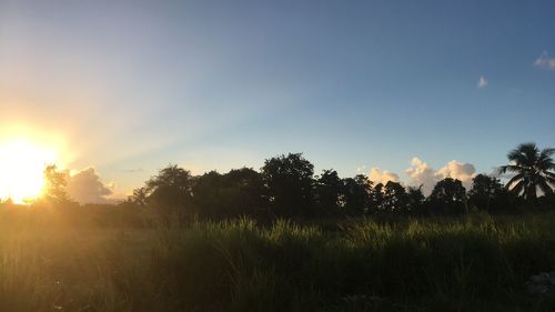 Trees on field against sky at sunset