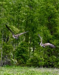 Bird flying in a forest