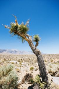 Tree on desert against clear blue sky